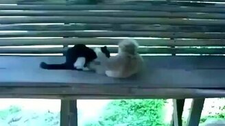 Макака дразнит котёнка - смотреть видео (1:22)