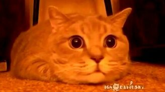 Насколько безумны кошки - смотреть видео (5:11)