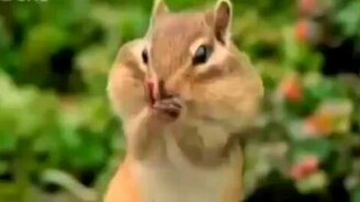 Бурундук-битбоксер - смотреть видео (0:18)