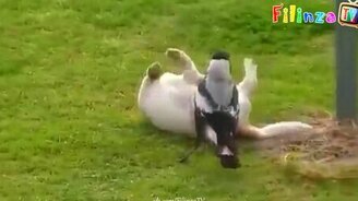 Смехотворщина в сборке - смотреть видео (9:04)