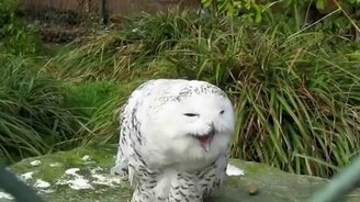 Снежная совушка - смотреть видео (0:51)