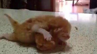 Кот учит сыновей драться - смотреть видео (0:30)