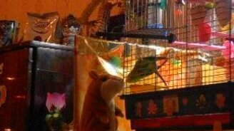 Попугай против игрушечного хомяка - смотреть видео (2:49)