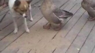 Гусь наезжает на пса - смотреть видео (0:35)