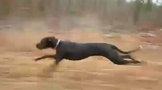 Немецкий дог против скутера - смотреть видео (0:26)