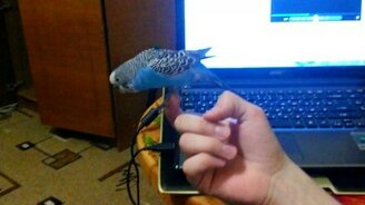 Попугай в современном танце - смотреть видео (0:35)