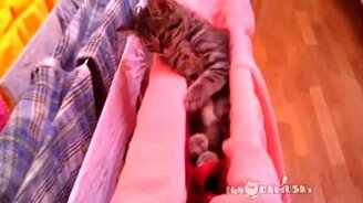 Смешно спящие коты и котята - смотреть видео (2:54)