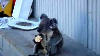 Коала вспоминает свою жизнь - смотреть видео (0:40)