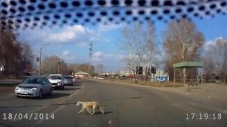 Собака - правильный пешеход - смотреть видео (0:28)