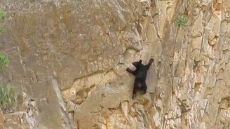 Медведи-скалолазы - смотреть видео (1:28)