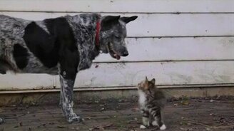 Дружба котёнка и большого пса - смотреть видео (1:23)