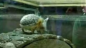 Ушастый ёжик - смотреть видео (0:48)