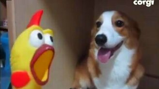 Пёс против курицы - смотреть видео (0:14)