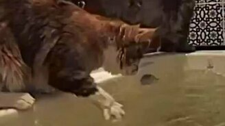 Кошачий ритуал купания - смотреть видео (1:35)