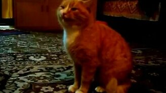 Кот-аллергик - смотреть видео (0:30)