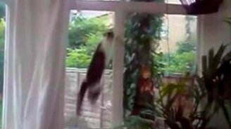 Коты-паркурщики - смотреть видео (2:58)