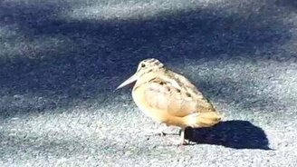 Птичка в танце - смотреть видео (1:18)