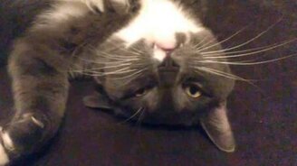 Кот не хочет вставать - смотреть видео (2:38)