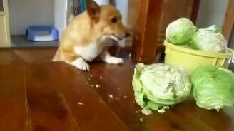 Голодный пёс ест капусту - смотреть видео (0:52)