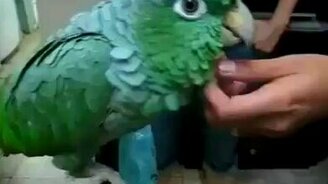 Попугай пародирует детей - смотреть видео (0:31)