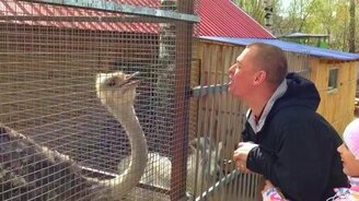 Мужчина общается со страусом - смотреть видео (0:44)