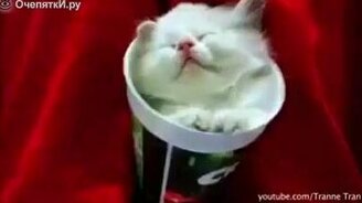 Компактные животные и коробки - смотреть видео (2:13)