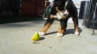 Овчарёнок против половинки лимона - смотреть видео (0:53)