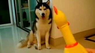 Хаски против игрушки-курицы - смотреть видео (1:31)