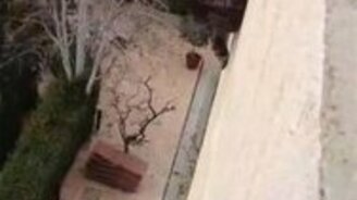 Кот, у которого осталось восемь жизней - смотреть видео (0:30)