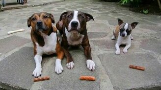 Кто наглее, тот и съел - смотреть видео (0:17)