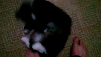 Ласковый кот и ноги хозяина - смотреть видео (0:45)