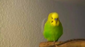 Говорящий попугай болтает и поет - смотреть видео (2:54)