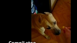 Собаки против лимона и лайма - смотреть видео (5:19)