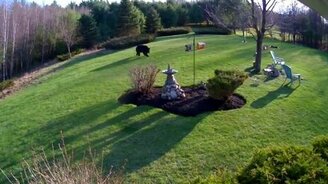 Два бульдога против медведя - смотреть видео (1:04)