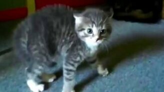 Самые милые и смешные котики - смотреть видео (9:06)