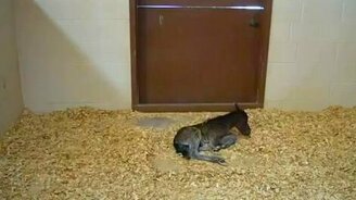 Это же ребёнок! - смотреть видео (1:16)