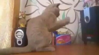 Котя против басов - смотреть видео (1:33)