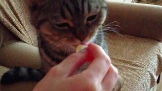 Котёнок ест лимон - смотреть видео (0:32)