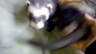 Угукающий хорёк - смотреть видео (0:42)