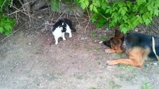 Овчарка хочет подружиться с кошкой - смотреть видео (1:34)