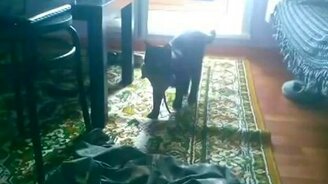 Кошка носит апорт-игрушку - смотреть видео (0:50)