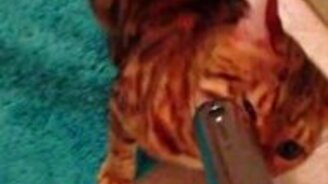 Ласковый кот и пылесос - смотреть видео (0:12)