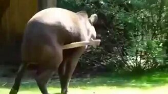 Пятая нога у тапира? - смотреть видео (0:16)