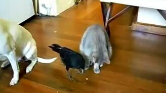 Ворона, кот и собака - смотреть видео (1:25)