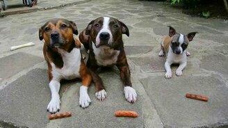 Подлый маленький пёс - смотреть видео (0:17)