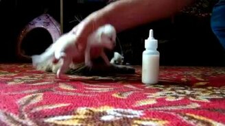 Мужчина кормит котят - смотреть видео (5:28)