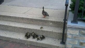 Утята против лестничных ступеней - смотреть видео (2:32)