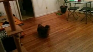 Кот поймал летучую мышь - смотреть видео (0:47)