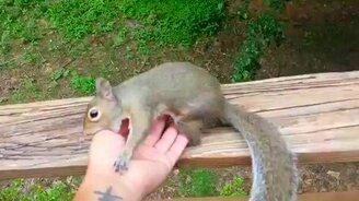 Белка и её спаситель - смотреть видео (0:33)