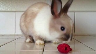 Кролик поглощает малинку - смотреть видео (0:33)